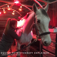 Equine Physiotherapy Explained